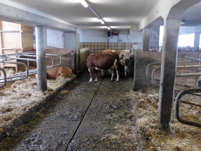 Harreither Harreither